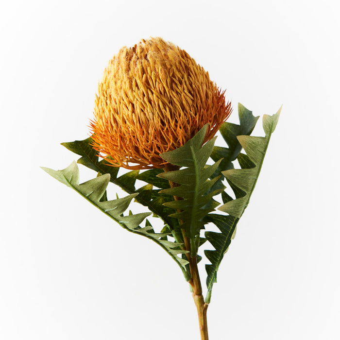 Banksia Acorn Stem 69cm Orange Pack of 12