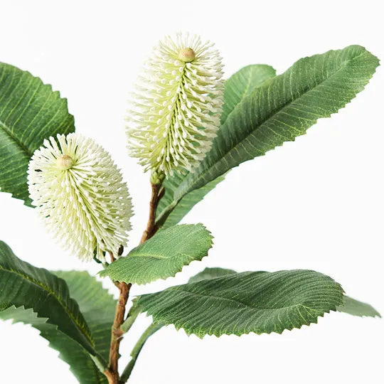 Banksia Robur Spray 76cm White Green Pack of 12