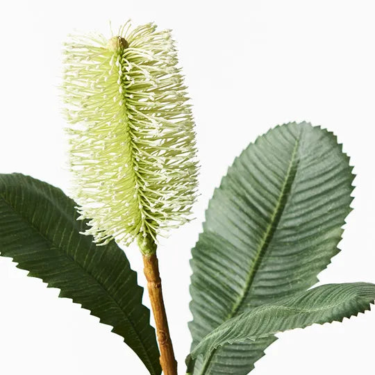 Banksia Robur Stem 74cm White Green Pack of 12
