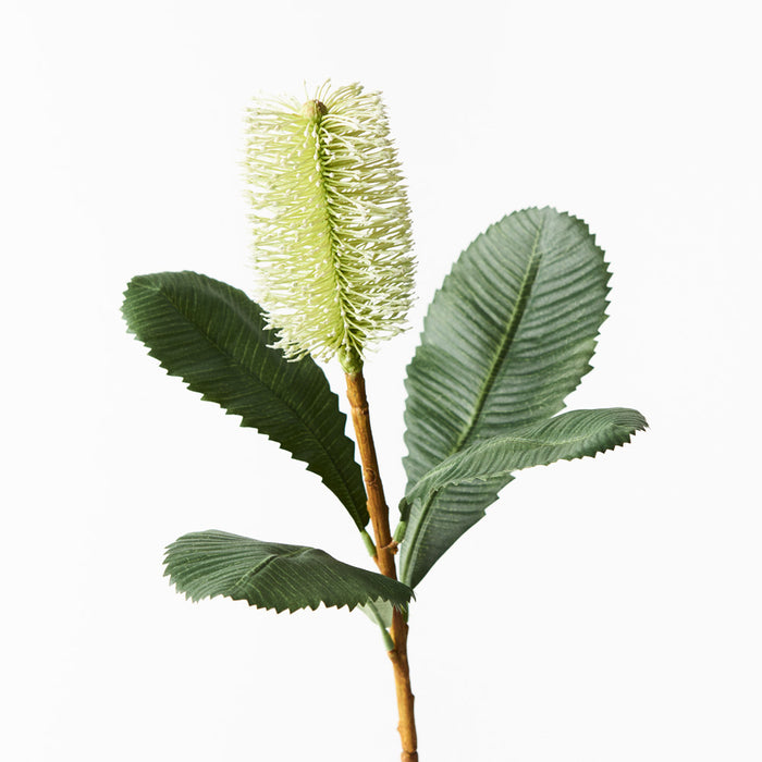 Banksia Robur Stem 74cm White Green Pack of 12