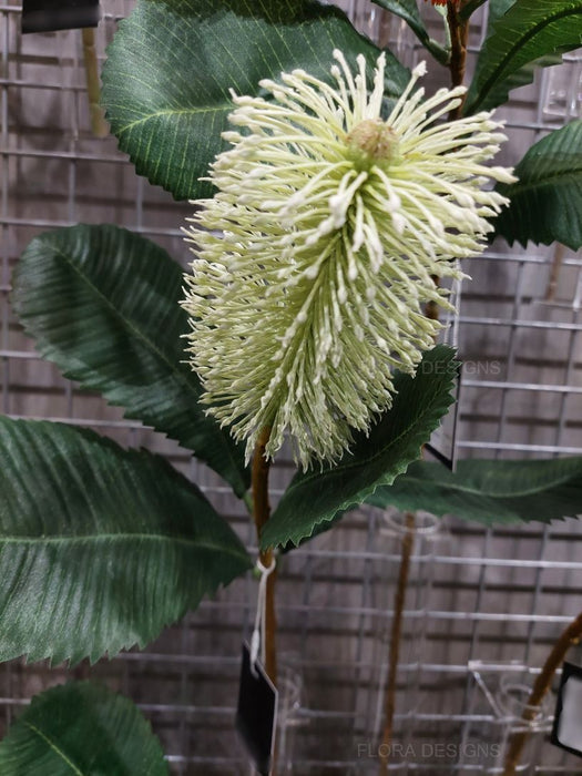 Banksia Robur Stem 74cm White Green Pack of 12