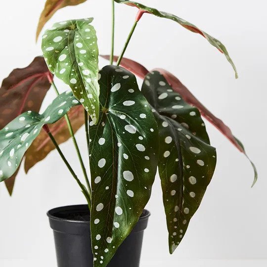 Begonia Maculata in Pot Green 30cm Pack of 6