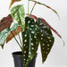 Begonia Maculata in Pot Green 30cm Pack of 6