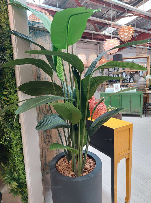 Bird of Paradise Tree 180cm