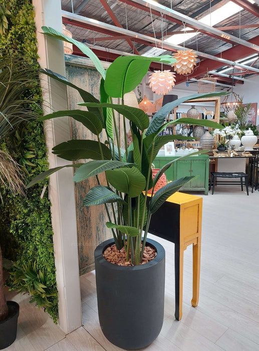 Bird of Paradise Tree 180cm