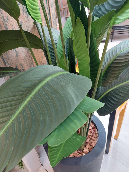 Bird of Paradise Tree 180cm