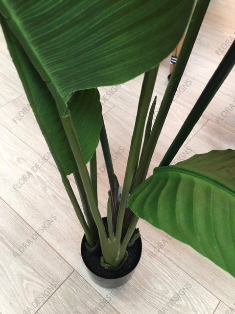 Bird of Paradise Tree 180cm