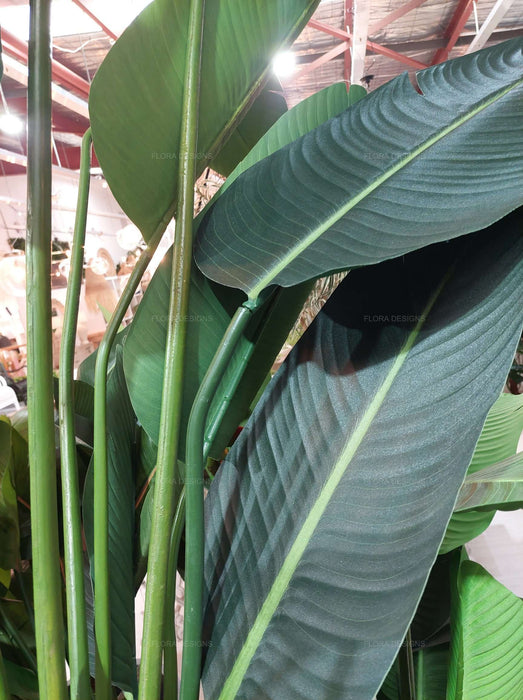 Bird of Paradise Tree 250cm