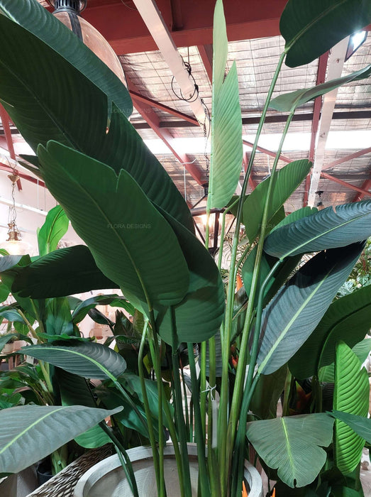 Bird of Paradise Tree 250cm