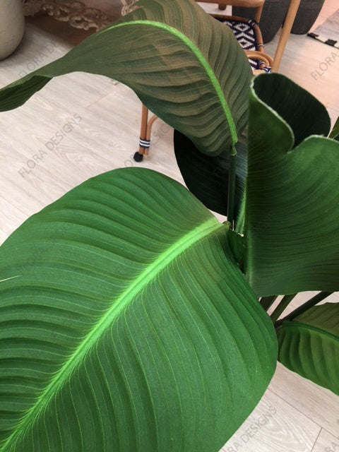 Bird of Paradise Tree 180cm