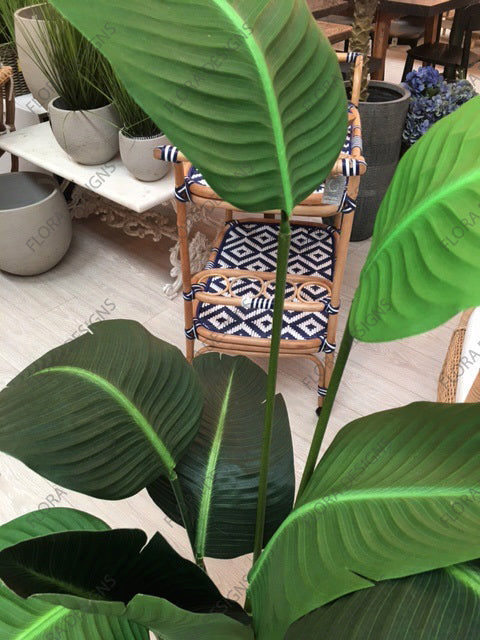 Bird of Paradise Tree 150cm