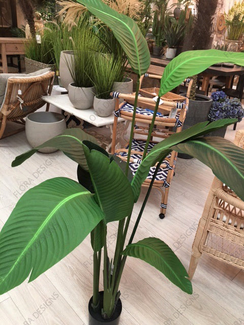 Bird of Paradise Tree 150cm
