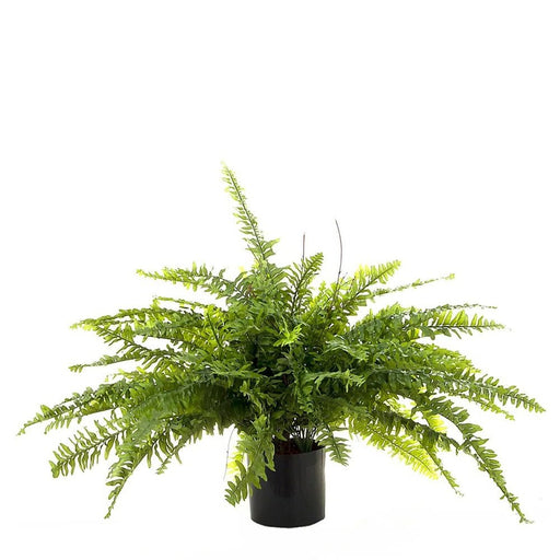 Boston Fern 80cm Pack of 2