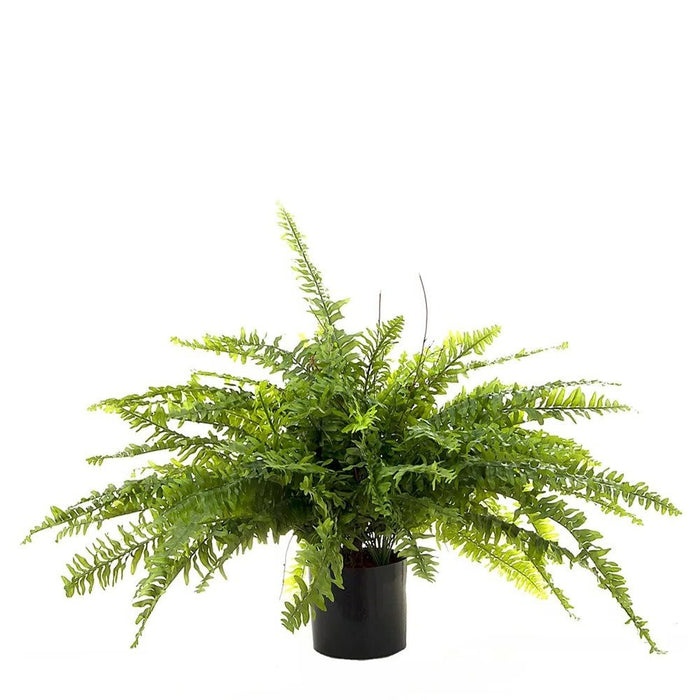 Boston Fern 80cm Pack of 2