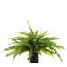 Boston Fern 80cm Pack of 2