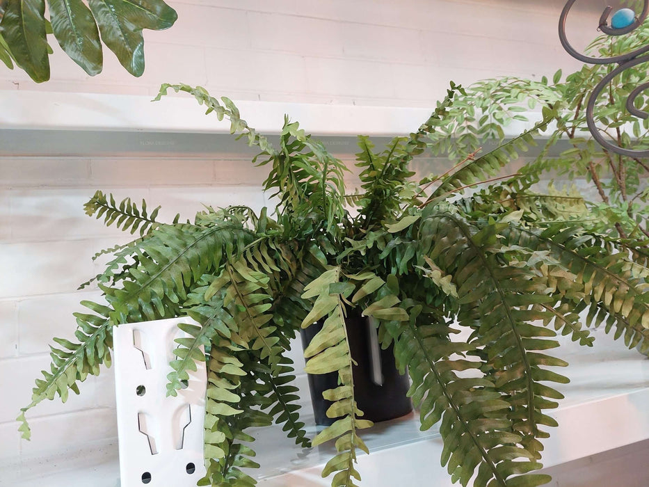 Boston Fern Plant 80cm