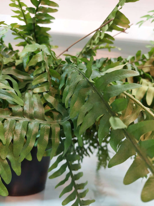 Boston Fern Plant 80cm