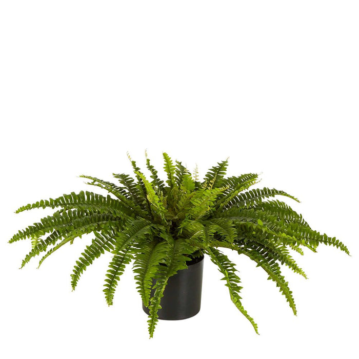 Boston Fern Plant in Black Pot Large 40cm