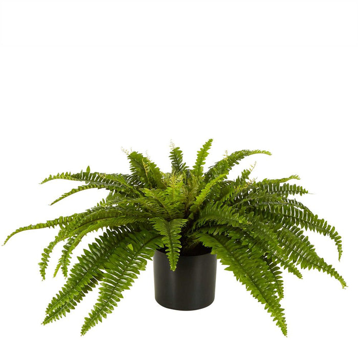 Boston Fern Plant in Black Pot Large 40cm
