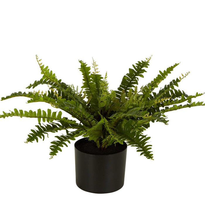 Boston Fern Plant in Black Pot Medium 33cm Set of 2
