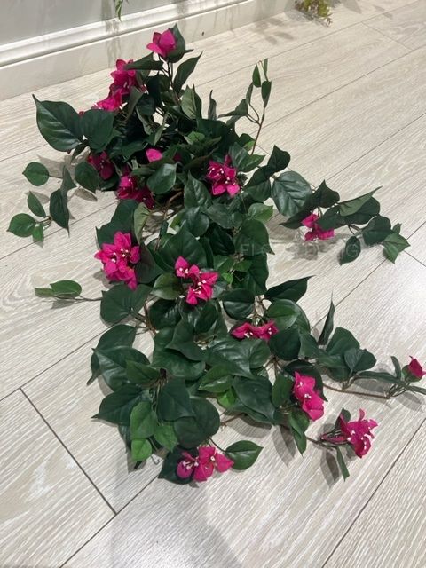 Bougainvillea Bush 90cm Magenta Pack of 6