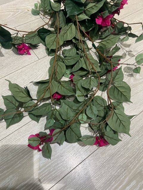 Bougainvillea Bush 90cm Magenta Pack of 6