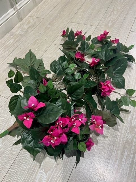 Bougainvillea Bush 90cm Magenta Pack of 6