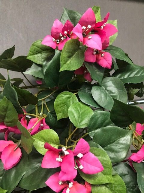 Bougainvillea Hanging Bush Fuschia Pink 70cm Pack of 6