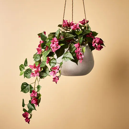 Bougainvillea Hanging Bush Fuschia Pink 70cm Pack of 6