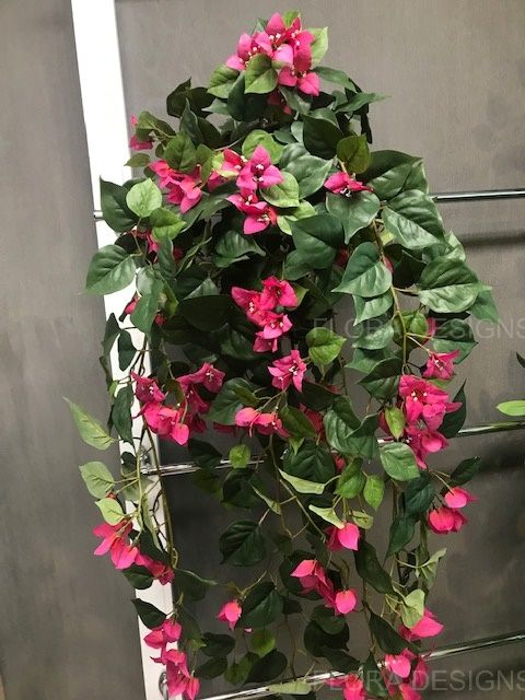 Bougainvillea Hanging Bush Fuschia Pink 70cm Pack of 6