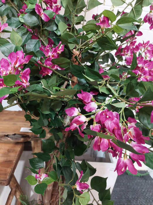 Bougainvillea Tree 160cm