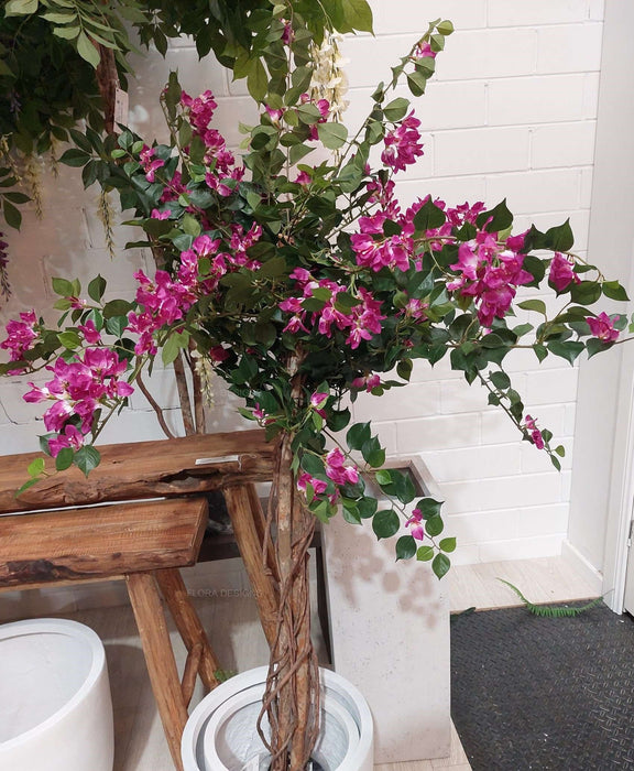 Bougainvillea Tree 160cm