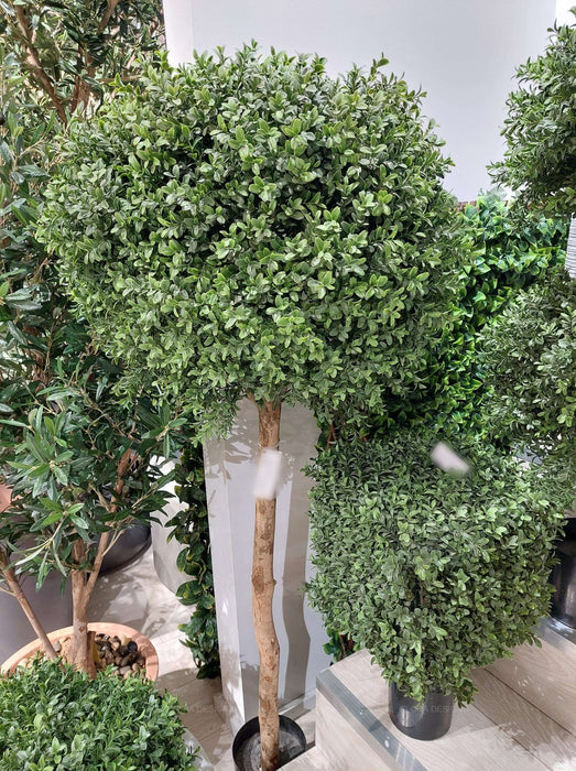 Boxwood Ball Topiary Tree 150cm