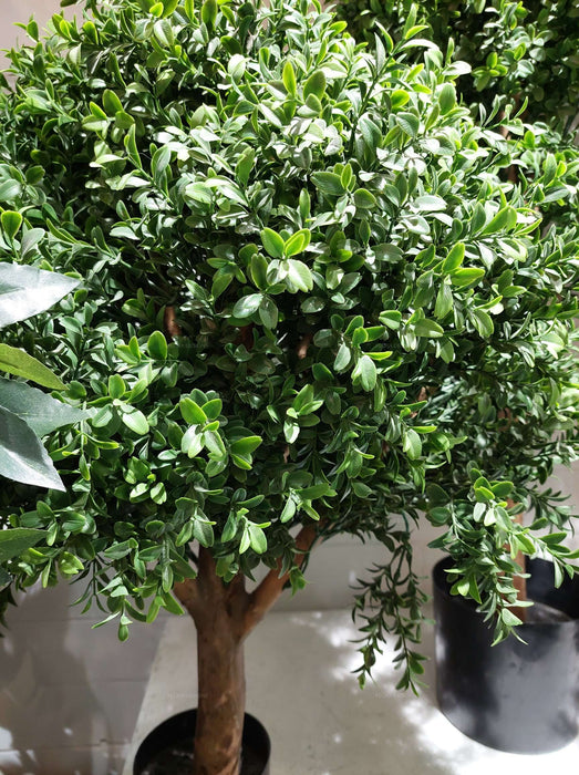 Boxwood Ball Topiary Tree 75cm