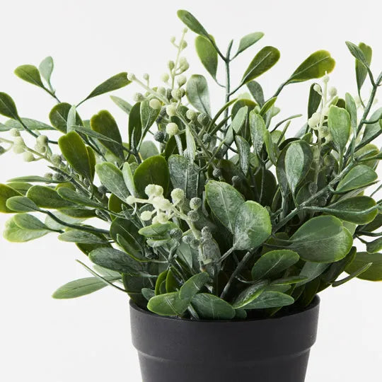 Boxwood Berry Bush in Pot A- Grey Green 24cm Pack of 6