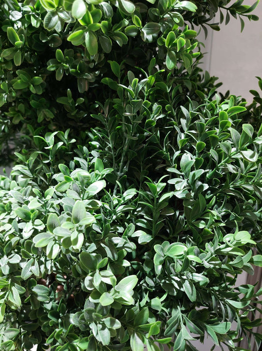 Boxwood Spiral Topiary Tree 140cm