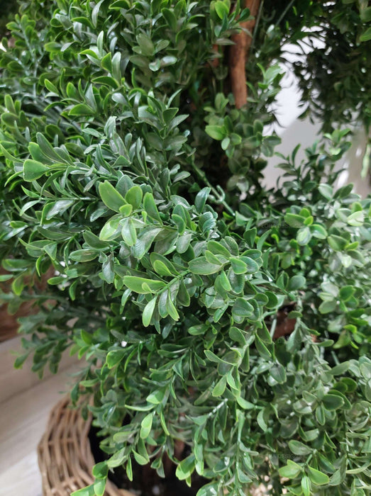 Boxwood Spiral Topiary Tree 190cm
