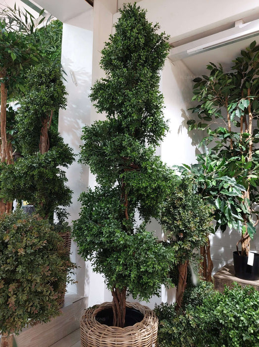 Boxwood Spiral Topiary Tree 190cm