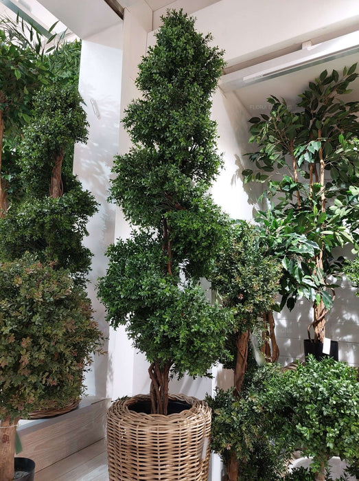 Boxwood Spiral Topiary Tree 190cm