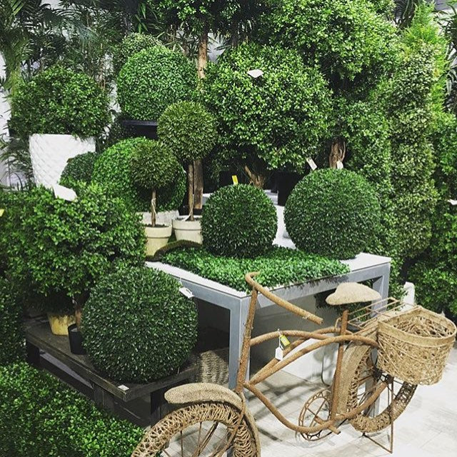 Boxwood Topiary 47cm Set of 2