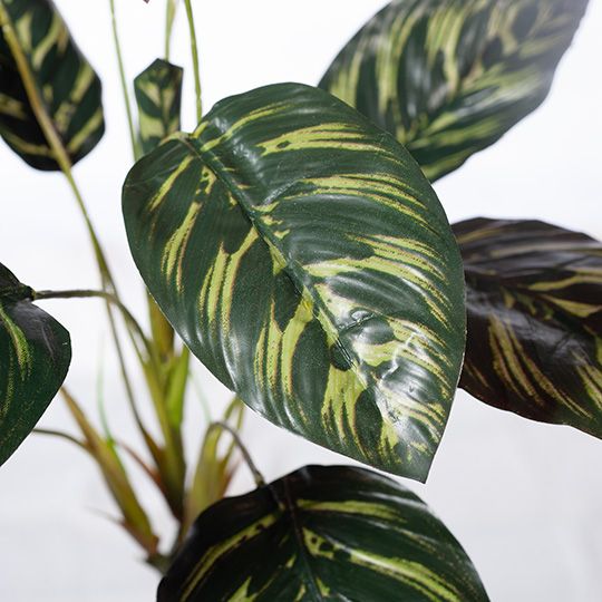 Calathea Bush Dark Green 43cm Pack of 12