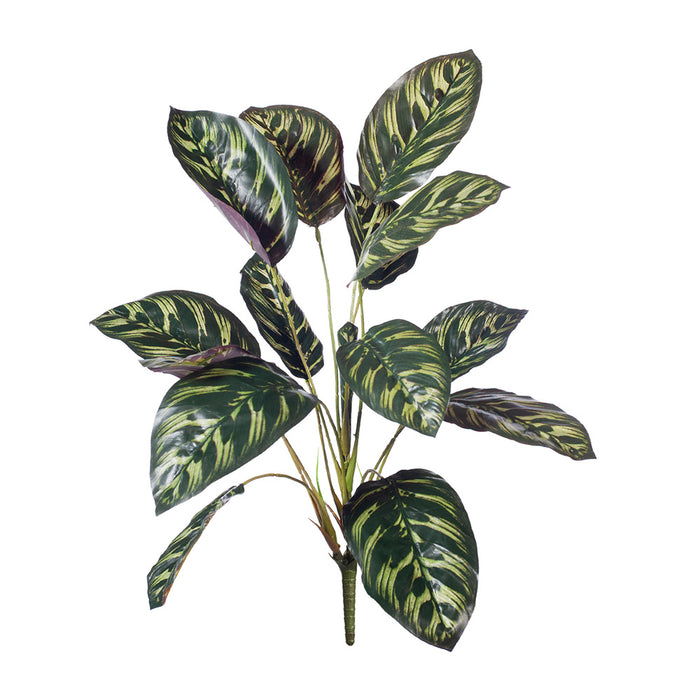 Calathea Bush Dark Green 43cm Pack of 12