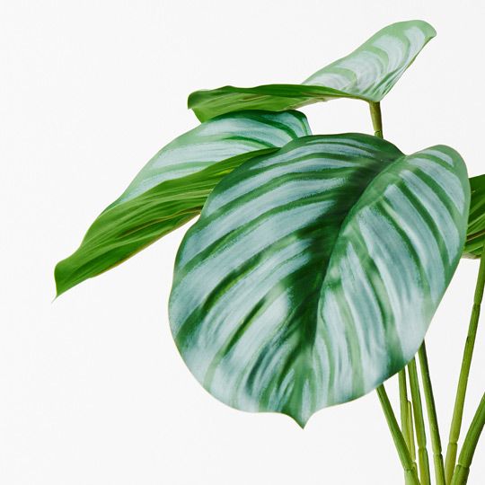 Calathea Plant 28cm Pack of 6