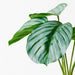 Calathea Plant 28cm Pack of 6