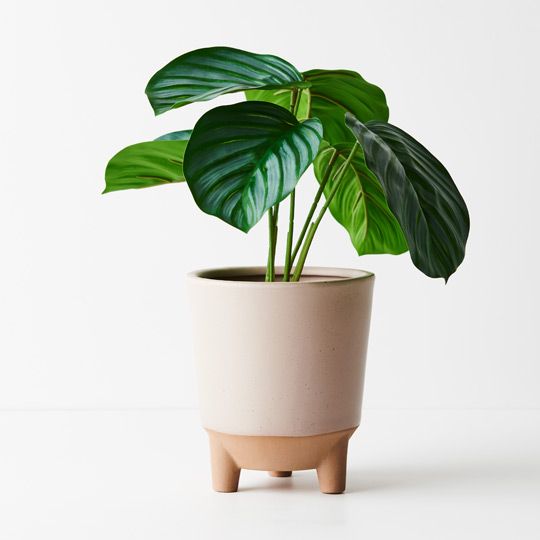 Calathea Plant 28cm Pack of 6