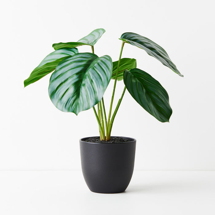 Calathea Plant 28cm Pack of 6