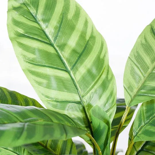 Calathea Plant Green 50cm Pack of 4