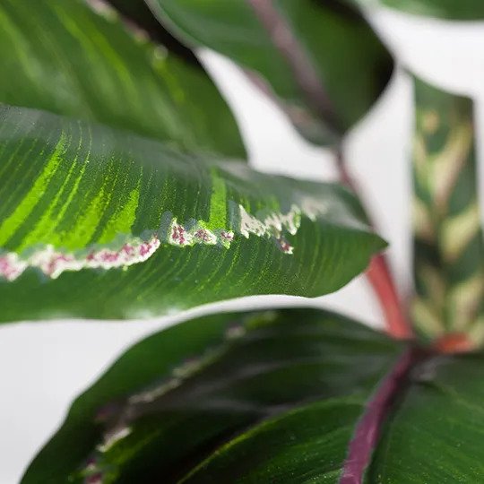 Calathea Plant Green Burgundy 50cm Pack of 4