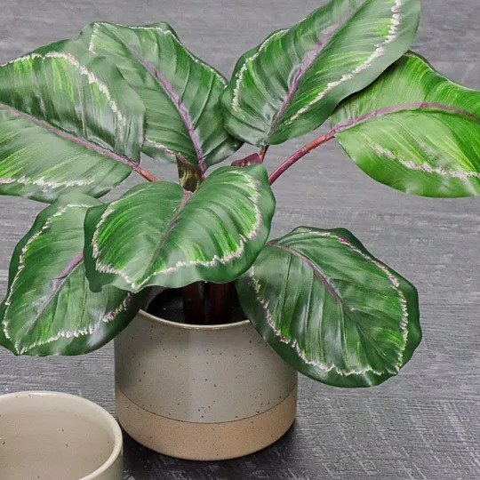Calathea Plant Green Burgundy 50cm Pack of 4