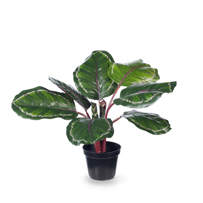 Calathea Plant Green Burgundy 50cm Pack of 4